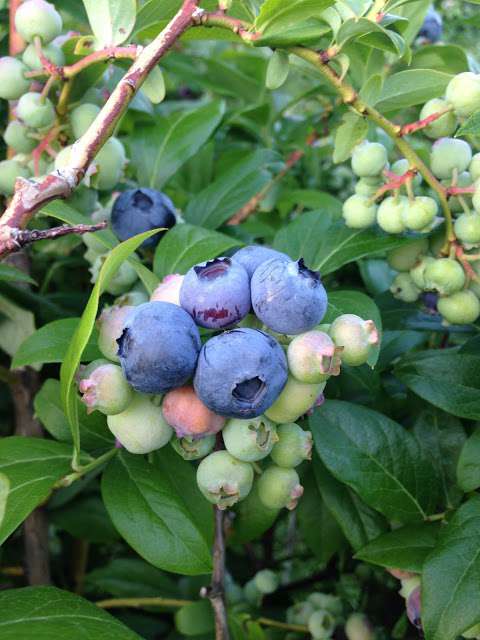 Lakeview Blues (blueberries)